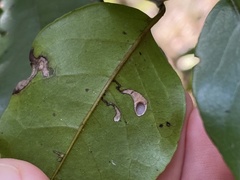 Coptodisca condaliae