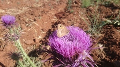 Onopordum macrocephalum