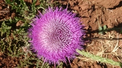 Onopordum macrocephalum