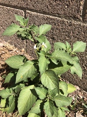 Solanum nigrum