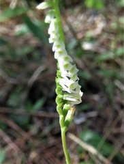 Spiranthes brevilabris