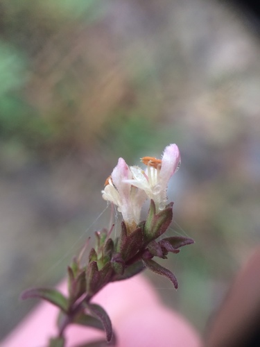 Image of Odontites jaubertianus by no rights reserved