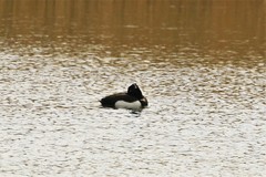 Aythya fuligula