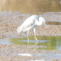 Egretta gularis