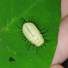 Cyrtonota thalassina