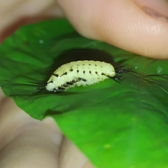 Cyrtonota thalassina