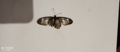 Acraea lycoa