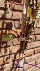 Aricoris indistincta