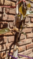 Aricoris indistincta