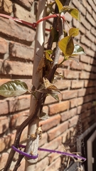 Aricoris indistincta