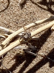 Habronattus coecatus