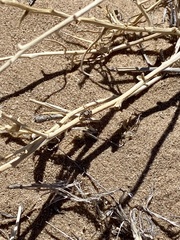 Habronattus coecatus