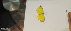Pyrisitia dina