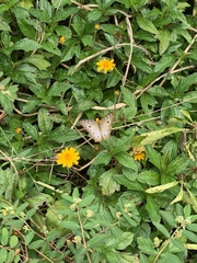 Anartia jatrophae