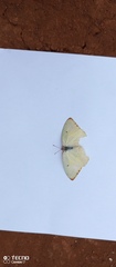 Catopsilia florella