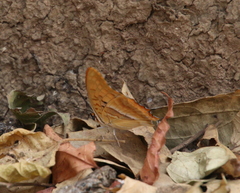 Charaxes boueti boueti