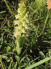 Skeptrostachys paraguayensis