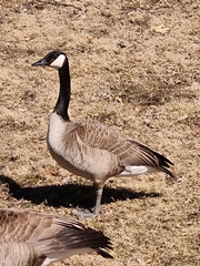 Branta canadensis
