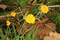 Tussilago farfara