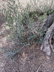 Magnoliopsida