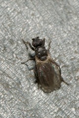 Ischiolepta