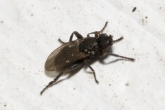 Ischiolepta