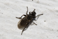 Ischiolepta