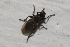 Ischiolepta