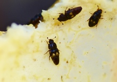 Carpophilus hemipterus