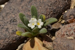 Plagiobothrys hispidus