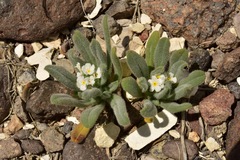 Plagiobothrys hispidus