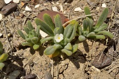 Plagiobothrys hispidus