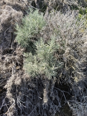 Artemisia nesiotica