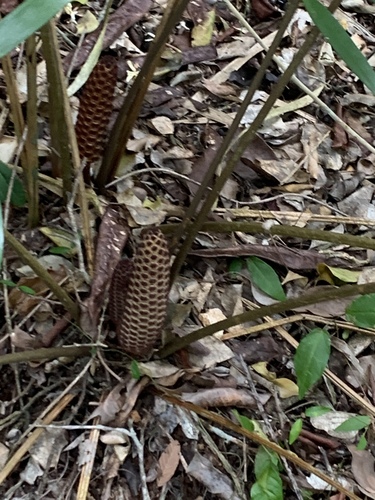 Coontie (Zamia pumila)
