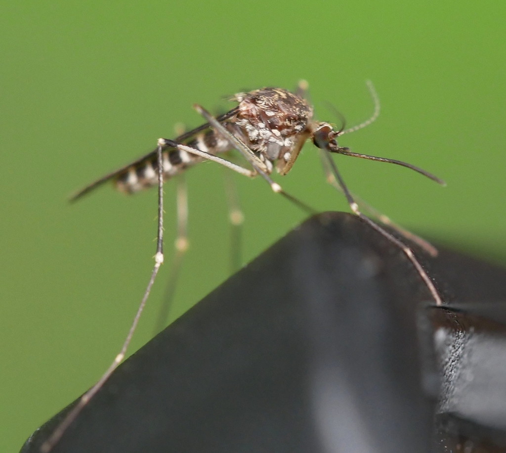 Cold Weather Mosquito