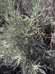 Artemisia nesiotica