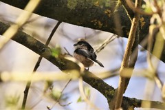 Aegithalos caudatus