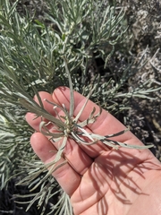 Artemisia nesiotica