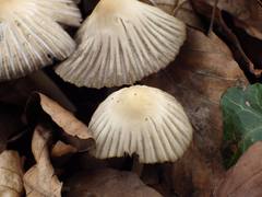 Coprinellus impatiens