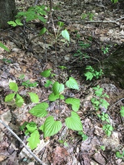 Dioscorea quaternata