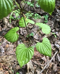 Dioscorea quaternata