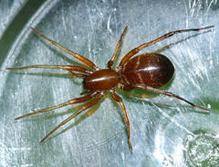 Castianeira gertschi