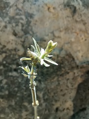 Anisacanthus puberulus
