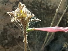 Anisacanthus puberulus