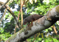 Heliosciurus rufobrachium