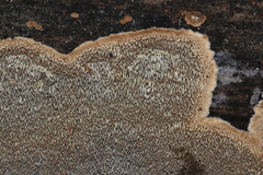 Dentocorticium portoricense