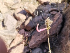 Anisacanthus puberulus