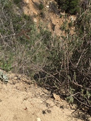 Aimophila ruficeps canescens