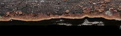 Dentocorticium portoricense
