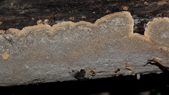 Dentocorticium portoricense